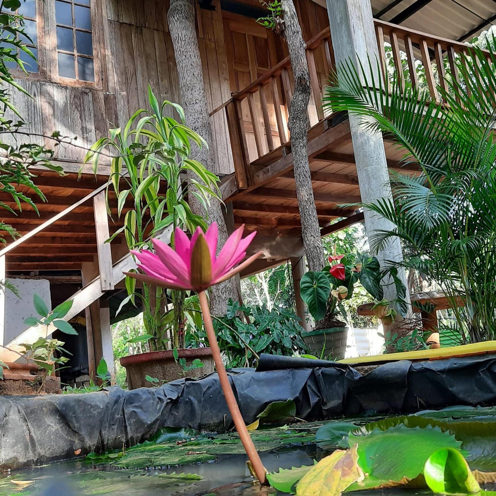 Ruk Sewana Villa Tree House Сігірія Екстер'єр фото